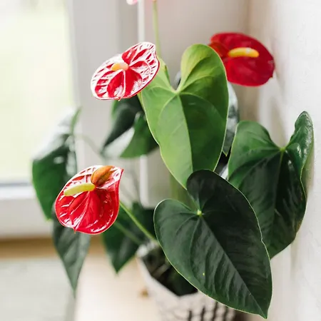 Na Wyłączność ,bania Z Jacuzzi. Góry, Jezioro, Las.